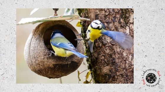 Cómo hacer una casa para pájaros con materiales reciclados fácil y bonita, Paso a paso